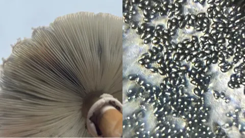 云南毒菌孢子微观流星雨